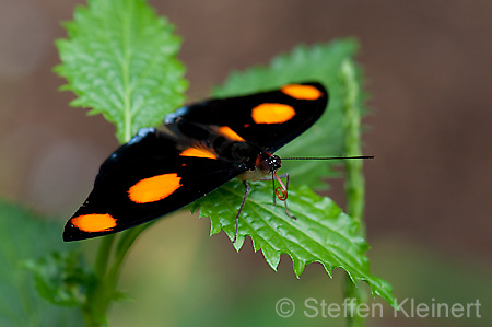 181 Feinschmecker - Catonephele numila